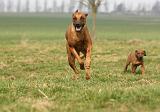 RODESIAN RIDGEBACK 167